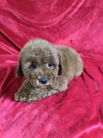 Phoenix, a male Maltipoo for sale in Valencia, CA – Photo 3 of 10