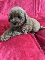 Phoenix, a male Maltipoo for sale in Valencia, CA – Photo 6 of 10