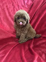 Phoenix, a male Maltipoo for sale in Valencia, CA – Photo 10 of 10