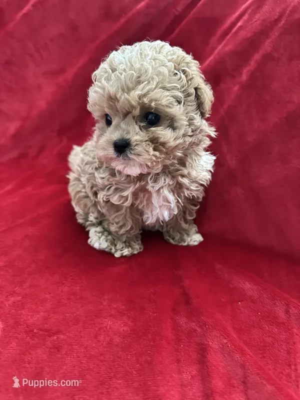 Cooper , a male Maltipoo for sale in Valencia, CA – 1 of 10