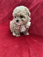 Cooper , a male Maltipoo for sale in Valencia, CA – 1 of 10