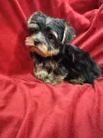 Mila, a female Yorkshire Terrier for sale in Valencia, CA – 9 of 9