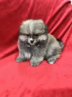 Robbie, a male Pomeranian for sale in Valencia, CA – Photo 10 of 10