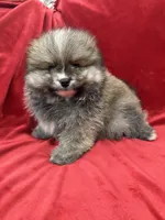 Robbie, a male Pomeranian for sale in Valencia, CA – Photo 7 of 10