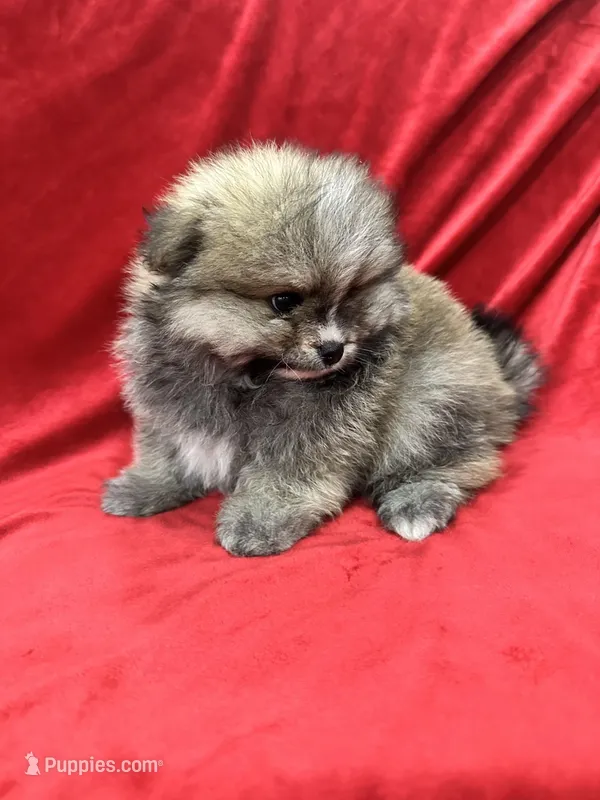 Robbie, a male Pomeranian for sale in Valencia, CA – Photo 1 of 10
