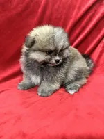 Robbie, a male Pomeranian for sale in Valencia, CA – Photo 1 of 10