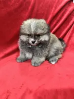 Robbie, a male Pomeranian for sale in Valencia, CA – Photo 8 of 10