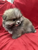 Robbie, a male Pomeranian for sale in Valencia, CA – Photo 4 of 10