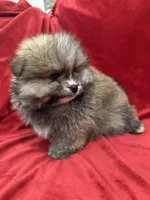 Robbie, a male Pomeranian for sale in Valencia, CA – Photo 5 of 10