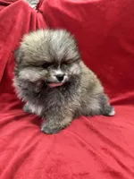 Robbie, a male Pomeranian for sale in Valencia, CA – Photo 6 of 10