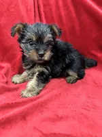 Maia, a female Yorkshire Terrier for sale in Valencia, CA – 8 of 10