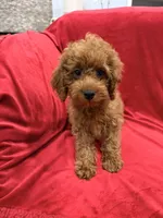 Gina, a female Poodle - Toy  for sale in Valencia, CA – 4 of 8