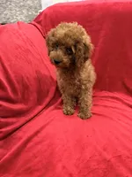 Gina, a female Poodle - Toy  for sale in Valencia, CA – 6 of 8