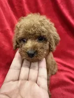 Gina, a female Poodle - Toy  for sale in Valencia, CA – 4 of 10