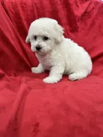 Luna, a female Maltipoo for sale in Valencia, CA – 8 of 10