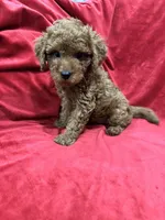 Maxi , a male Maltipoo for sale in Valencia, CA – 4 of 10