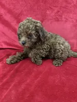Polo, a male Poodle - Toy  for sale in Valencia, CA – 8 of 10