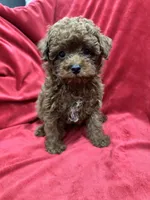 Little Cooper, a male Poodle - Toy  for sale in Valencia, CA – 2 of 10
