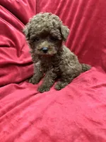 Little Cooper, a male Poodle - Toy  for sale in Valencia, CA – 6 of 10