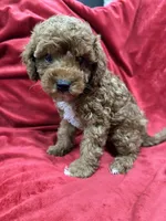 Remi, a female Maltipoo for sale in Valencia, CA – 6 of 9