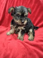Maia, a female Yorkshire Terrier for sale in Valencia, CA – 2 of 10