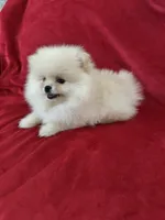 Channel , a female Pomeranian for sale in Valencia, CA – 8 of 10
