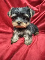 Mila, a female Yorkshire Terrier for sale in Valencia, CA – 5 of 9