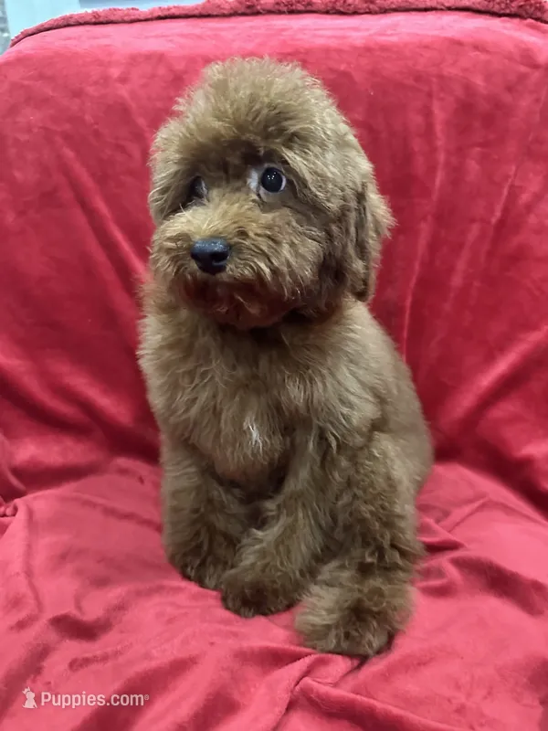 Sammy – Poodle - Toy  puppy for sale in Valencia, CA