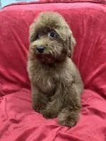 Sammy, a male Poodle - Toy  for sale in Valencia, CA – 1 of 10