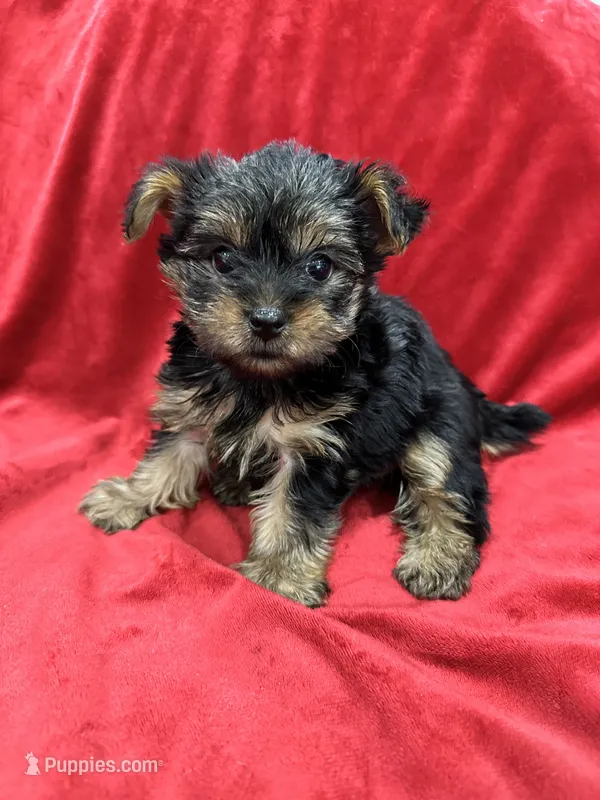Maia – Yorkshire Terrier puppy for sale in Valencia, CA