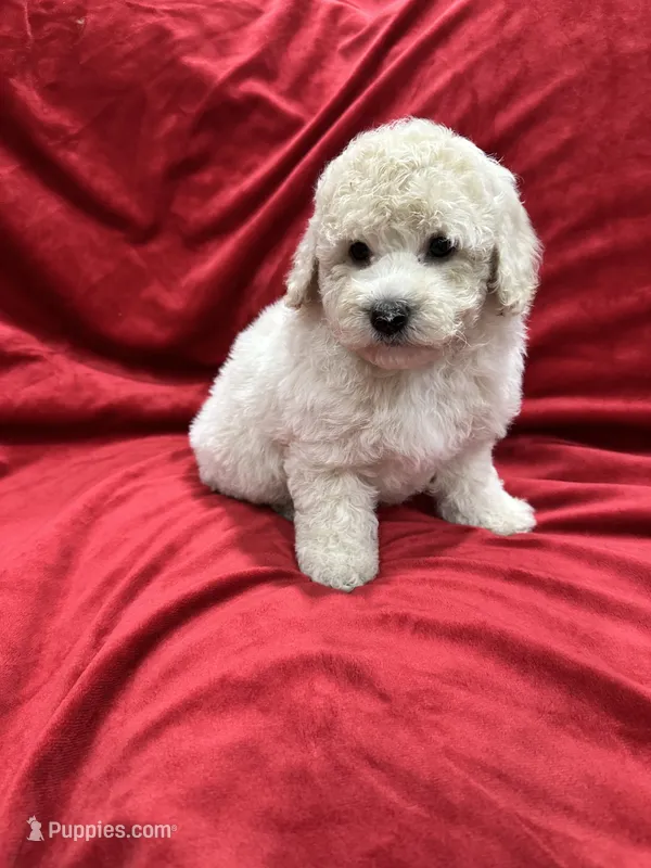 Bruno – Maltipoo puppy for sale in Valencia, CA