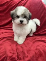 Oliver, a male Shihpoo for sale in Valencia, CA – 4 of 10