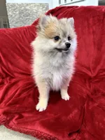 Bella, a female Pomeranian for sale in Valencia, CA – 7 of 10