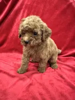 Cooper, a male Poodle - Toy  for sale in Valencia, CA – 8 of 10