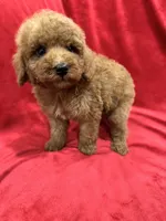 Ruby, a female Poodle - Toy  for sale in Valencia, CA – 6 of 10