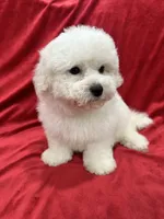 Nina , a female Maltipoo for sale in Valencia, CA – 2 of 9