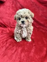 Cooper , a male Maltipoo for sale in Valencia, CA – 2 of 10