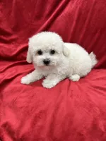 Lucy, a female Maltipoo for sale in Valencia, CA – 10 of 10