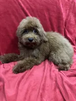 Sammy, a male Poodle - Toy  for sale in Valencia, CA – 4 of 10