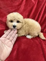 Ruby, a female Maltipoo for sale in Valencia, CA – Photo 9 of 10