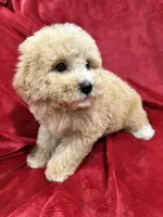 Ruby, a female Maltipoo for sale in Valencia, CA – Photo 10 of 10