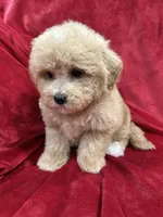 Ruby, a female Maltipoo for sale in Valencia, CA – Photo 7 of 10