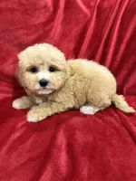 Ruby, a female Maltipoo for sale in Valencia, CA – Photo 5 of 10