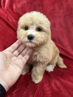Ruby, a female Maltipoo for sale in Valencia, CA – Photo 3 of 10
