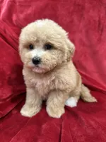 Ruby, a female Maltipoo for sale in Valencia, CA – Photo 1 of 10