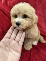 Ruby, a female Maltipoo for sale in Valencia, CA – Photo 6 of 10