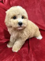 Ruby, a female Maltipoo for sale in Valencia, CA – Photo 4 of 10