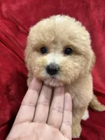 Ruby, a female Maltipoo for sale in Valencia, CA – Photo 2 of 10