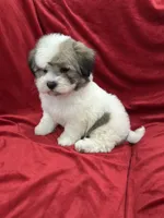 Oliver, a male Shihpoo for sale in Valencia, CA – 9 of 10