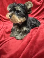 Theo, a male Yorkshire Terrier for sale in Valencia, CA – 9 of 10
